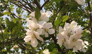 山楂花歌词 山楂花歌词